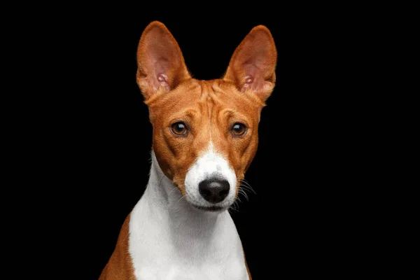Close Funny Portrait White Red Basenji Dog Ciekawy Widok Aparatu — Zdjęcie stockowe