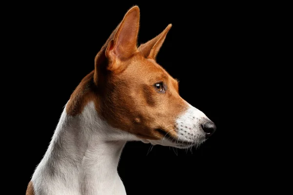 Close Funny Portrait White Red Basenji Dog Widok Profilu Odizolowanym — Zdjęcie stockowe