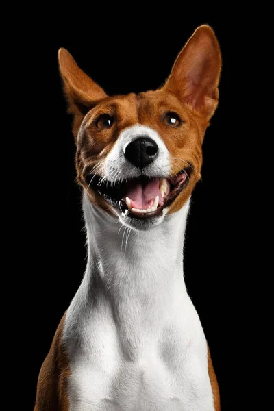 Close Funny Portrait White Red Basenji Dog Boldog Mosolygós Izolált — Stock Fotó