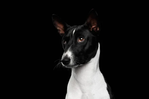 Primer Plano Retrato Divertido Blanco Con Perro Basenji Negro Siento —  Fotos de Stock