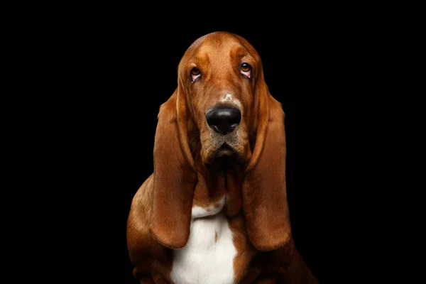 Portret Van Meelijwekkende Basset Hound Dog Geïsoleerde Zwarte Achtergrond Vooraanzicht — Stockfoto