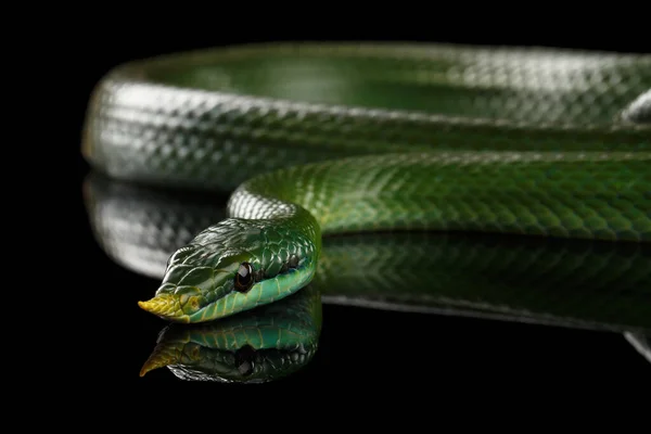 緑の長い鼻のヘビ 反射と黒の背景に隔離されたサイのラットスネーク ロイヤリティフリーのストック写真
