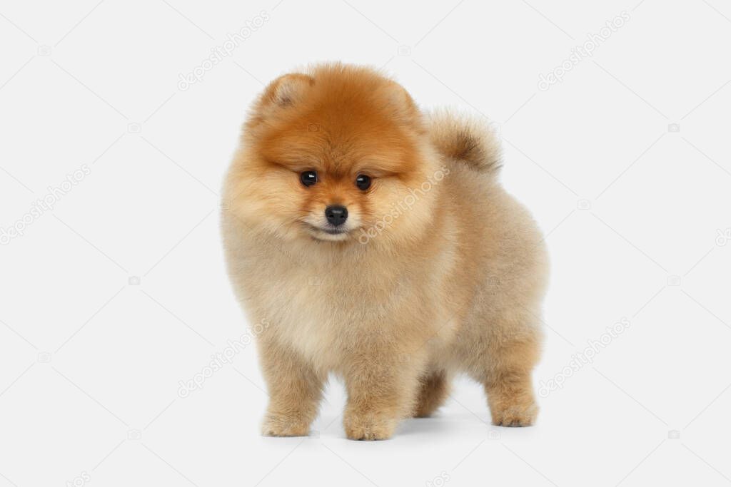 miniature Pomeranian Spitz puppy standing on white background, front view