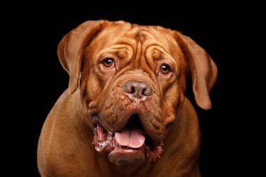 Yakın plan Dogue de Bordeaux portre köpeği ağzı açık ve şaşırmış siyah arka planda, ön planda soyutlanmış görünüyor.