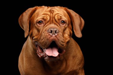 Yakın plan Dogue de Bordeaux portre köpeği ağzı açık ve şaşırmış siyah arka planda, ön planda soyutlanmış görünüyor.