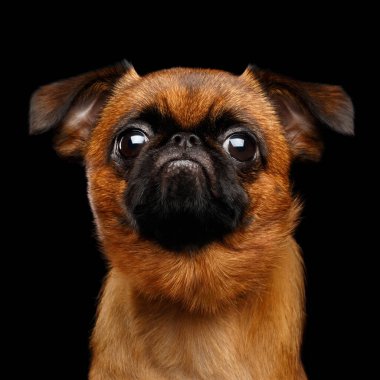 Close-up headshot of unhappy petit brabanson dog sadly looking in camera on isolated black background, front view clipart