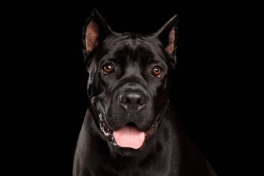 Güzel siyah Cane Corso köpeğinin yakın plan portresi. İzole edilmiş siyah arkaplan üzerine stüdyo görüntüsü
