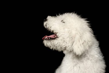 Komondor Dog 'un portresi, Macar Çoban köpeği izole edilmiş Siyah Arkaplan, profil görünümü