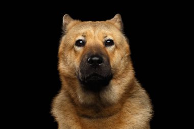 Portrait of Dog mix breed Akita Inu and Chow Chow Isolated on Black Background, Funny face clipart