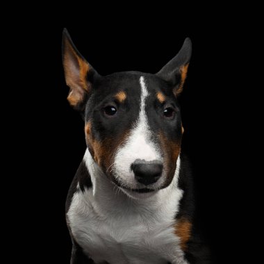 Siyah ve beyaz teriyer köpek yavrusu izole edilmiş Siyah Arkaplanda