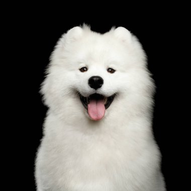 Mutlu Samoyed Köpek Portresi Kara arka planda izole edilmiş, ön manzara