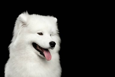 Mutlu Samoyed Köpeğinin Portresi Siyah arka planda izole edildi, profil görünümü