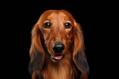 Mutlu Kırmızı Dachshund Köpeğinin portresi Siyah arka planda, ön manzara