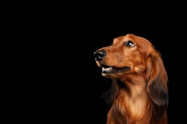 İzole edilmiş Siyah zemin üzerinde Kırmızı Dachshund Köpeğinin Portresi, profil görünümü