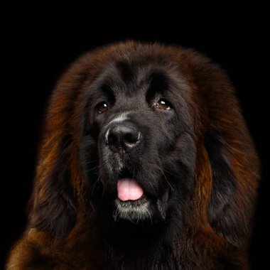 İzole edilmiş Kara Arkaplanda Kızıl Tibet Mastiff 'in Portresi, en pahalı köpek.