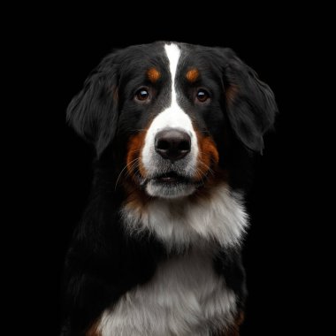 Bernese Dağ Köpeği 'nin yakın plan portresi. İzole edilmiş siyah arka planda kameraya bakıyor.