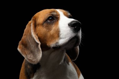 Genç Beagle köpeğinin yakın plan portresi izole edilmiş siyah arka plana bakıyor.