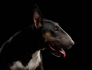 Bull Terrier 'in yakın plan portresi izole edilmiş siyah arka planda.