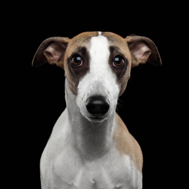 Kırbaç Köpeğinin hüzünlü portresi İzole edilmiş Siyah Arkaplanda