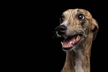 İzole edilmiş Siyah Arkaplanda Kırbaç Köpeğinin Komik Portresi