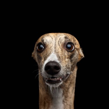Şaşkınlığın Komik Portresi Kırbaç Köpeği Meraklı Kara Arkaplanda Kameraya Bakıyor