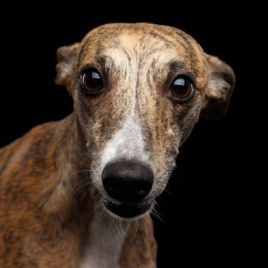 Kırbaç Köpeğinin Komik Portresi Meraklı Kara Arkaplanda Kameraya Bakıyor
