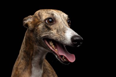 İzole edilmiş Siyah Arkaplanda Kırbaç Köpeğinin Komik Portresi