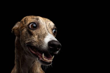 İzole edilmiş Siyah Arkaplanda Kırbaç Köpeğinin Komik Portresi