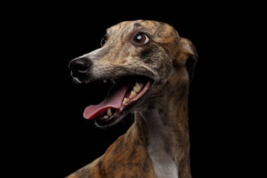 İzole edilmiş Siyah Arkaplanda Kırbaç Köpeğinin Komik Portresi