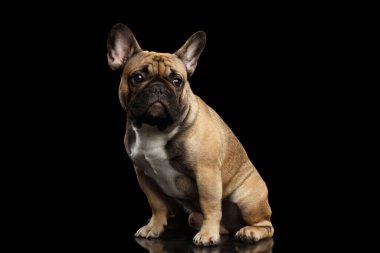 Fawn Fransız Bulldog Oturan ve üzgün görünüyor izole siyah arka plan, yan manzara