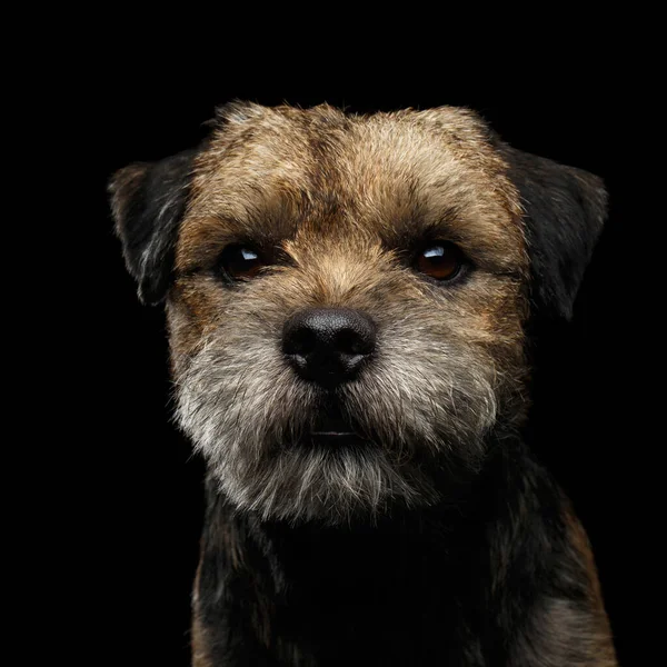 Close Portrait Fabulous Border Terrier Dog Kind Eyes Looking Toy — Stock Photo, Image