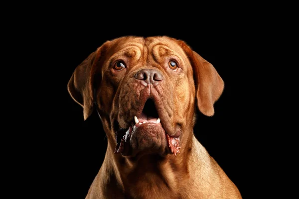 Close Portré Kutya Fajta Dogue Bordeaux Nyitott Szájjal Ámulat Néz — Stock Fotó