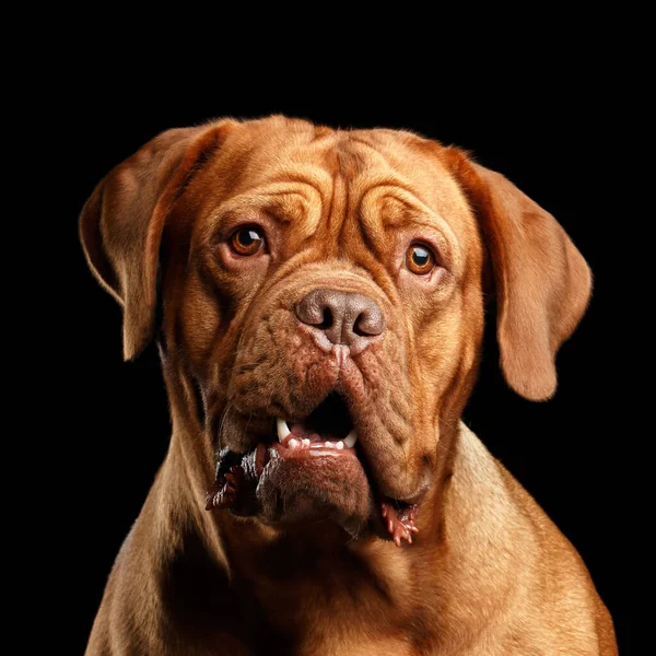 Крупный План Портретная Собака Породы Dogue Bordeaux Открытым Ртом Изумлением — стоковое фото