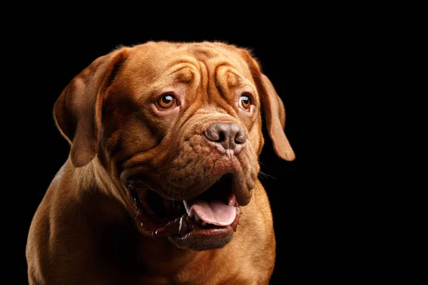 波尔多犬特写特写犬 嘴巴张开 惊讶地看着黑色背景 — 图库照片