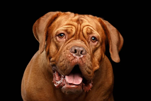 Detailní Záběr Portrét Psa Plemene Dogue Bordeaux Otevřenými Ústy Překvapený — Stock fotografie