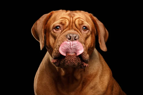Primer Plano Perro Retrato Raza Dogue Bordeaux Con Lengua Como —  Fotos de Stock