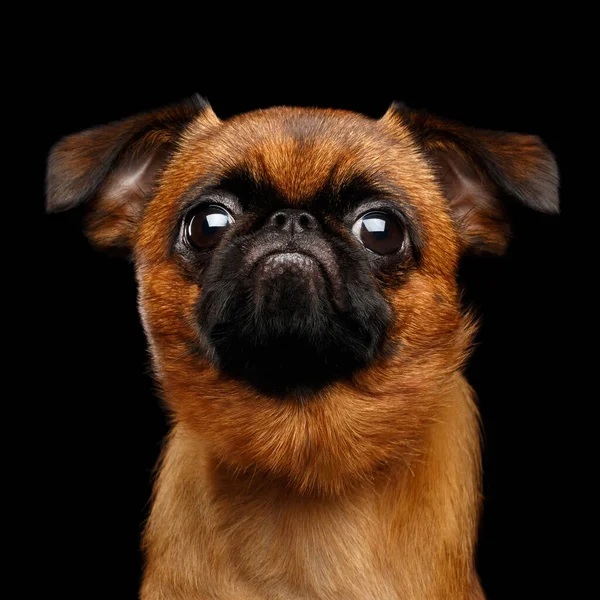 Крупный План Несчастной Собаки Брабансон Печально Смотрящей Камеру Изолированном Черном — стоковое фото