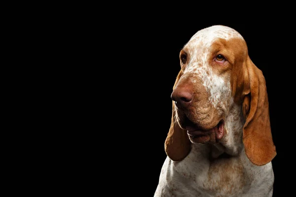 Porträtt Bracco Italiano Dog Med Nyfiken Ansikte Isolerad Svart Bakgrund — Stockfoto