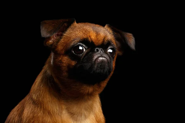 Närbild Headshot Olyckliga Petit Brabanson Hund Tyvärr Ser Isolerad Svart — Stockfoto