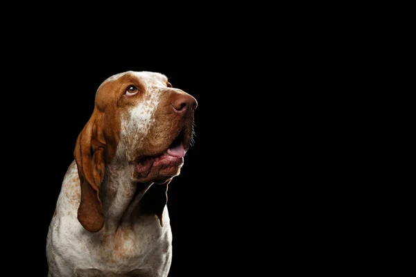 Porträtt Bracco Italiano Dog Med Nyfiken Ansikte Titta Upp Isolerad — Stockfoto