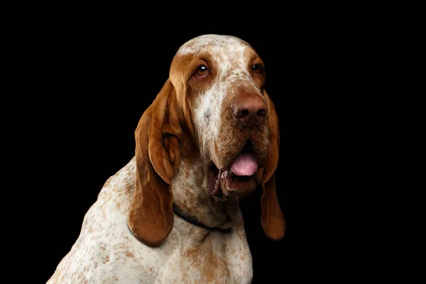 Porträtt Bracco Italiano Dog Med Nyfiken Ansikte Isolerad Svart Bakgrund — Stockfoto