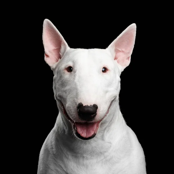 Close Portret Happy White Bull Terrier Dog Uśmiechnięty Odizolowanym Czarnym — Zdjęcie stockowe