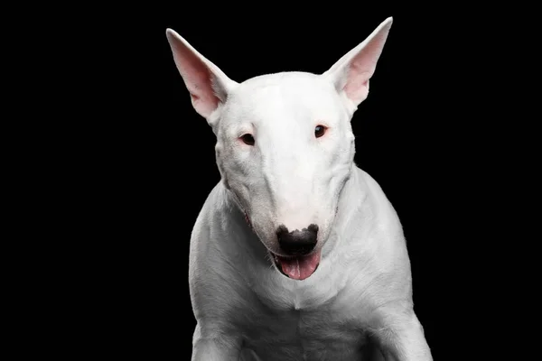 Close Retrato White Bull Terrier Dog Fundo Preto Isolado Vista — Fotografia de Stock