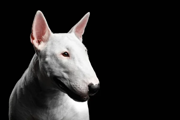 Retrato Cerca White Bull Terrier Dog Mirando Lado Sobre Fondo — Foto de Stock