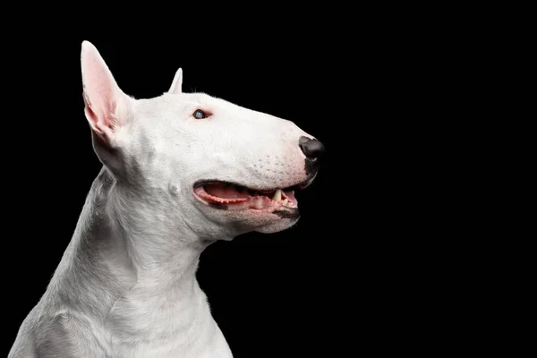 Retrato Cerca Happy White Bull Terrier Dog Sonriendo Sobre Fondo —  Fotos de Stock