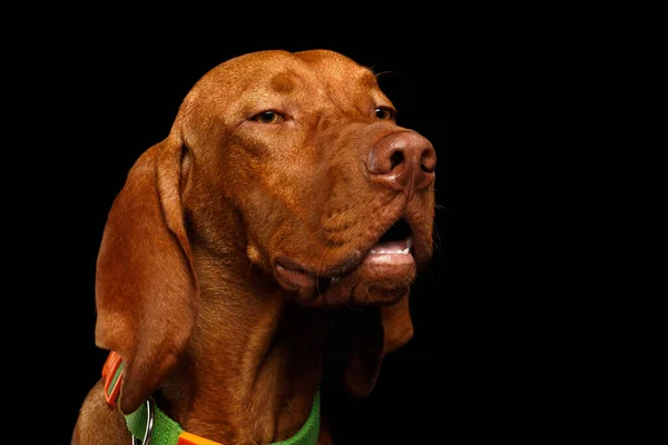 Close-up Portrait of suspicion Hungarian Vizsla Dog with squints Eyes on isolated black background