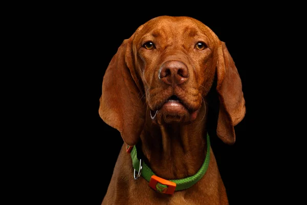 Närbild Porträtt Ungerska Vizsla Dog Med Krage Tittar Kameran Isolerad — Stockfoto
