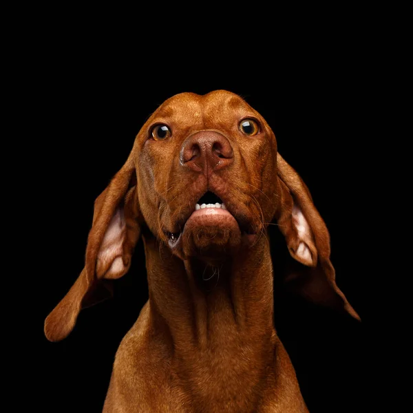 Primer Plano Retrato Perro Vizsla Húngaro Sorprendido Con Grandes Ojos —  Fotos de Stock