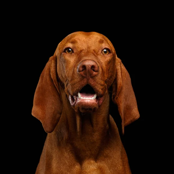 Närbild Porträtt Glad Ungerska Vizsla Dog Tittar Kameran Isolerad Svart — Stockfoto