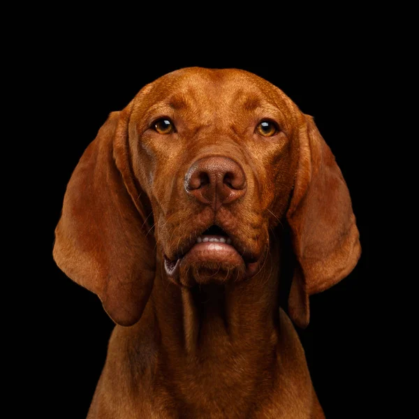 Närbild Porträtt Ungerska Vizsla Dog Tittar Kameran Isolerad Svart Bakgrund — Stockfoto